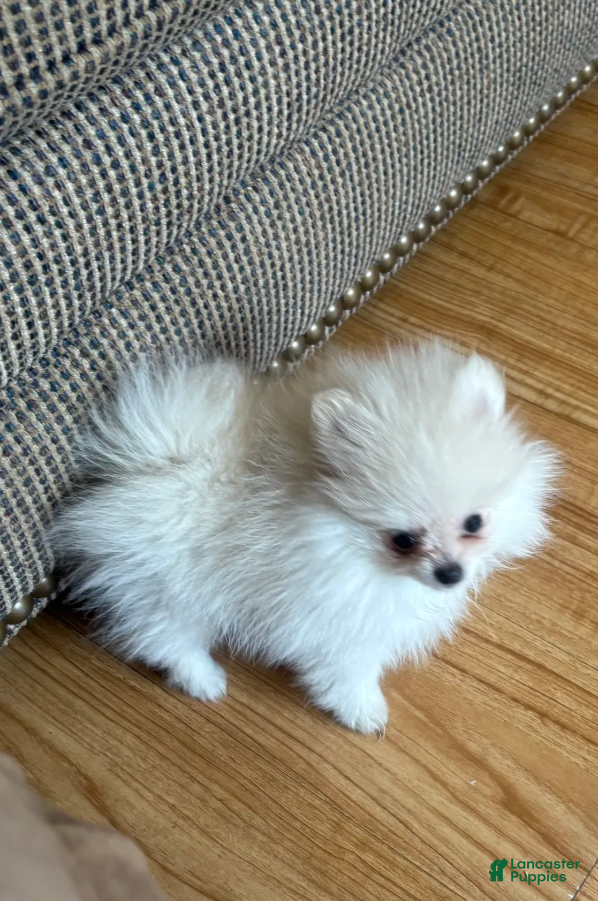 Pomeranian dogs Leia  - Ad 2