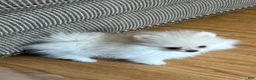 Pomeranian dogs for sale: Leia  - Ad 2