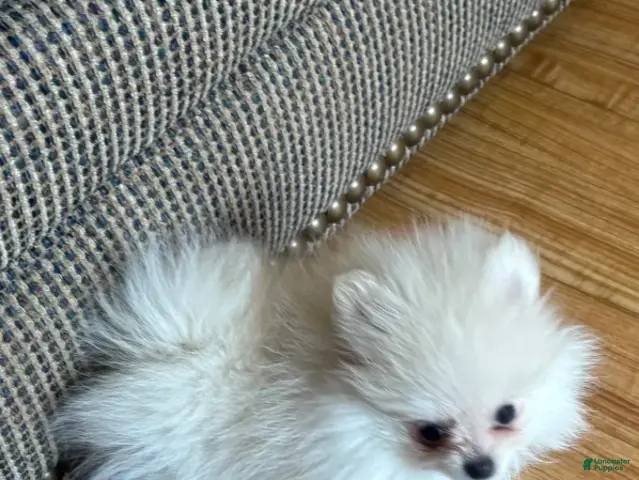 Pomeranian dogs for sale: Leia - Ad 1