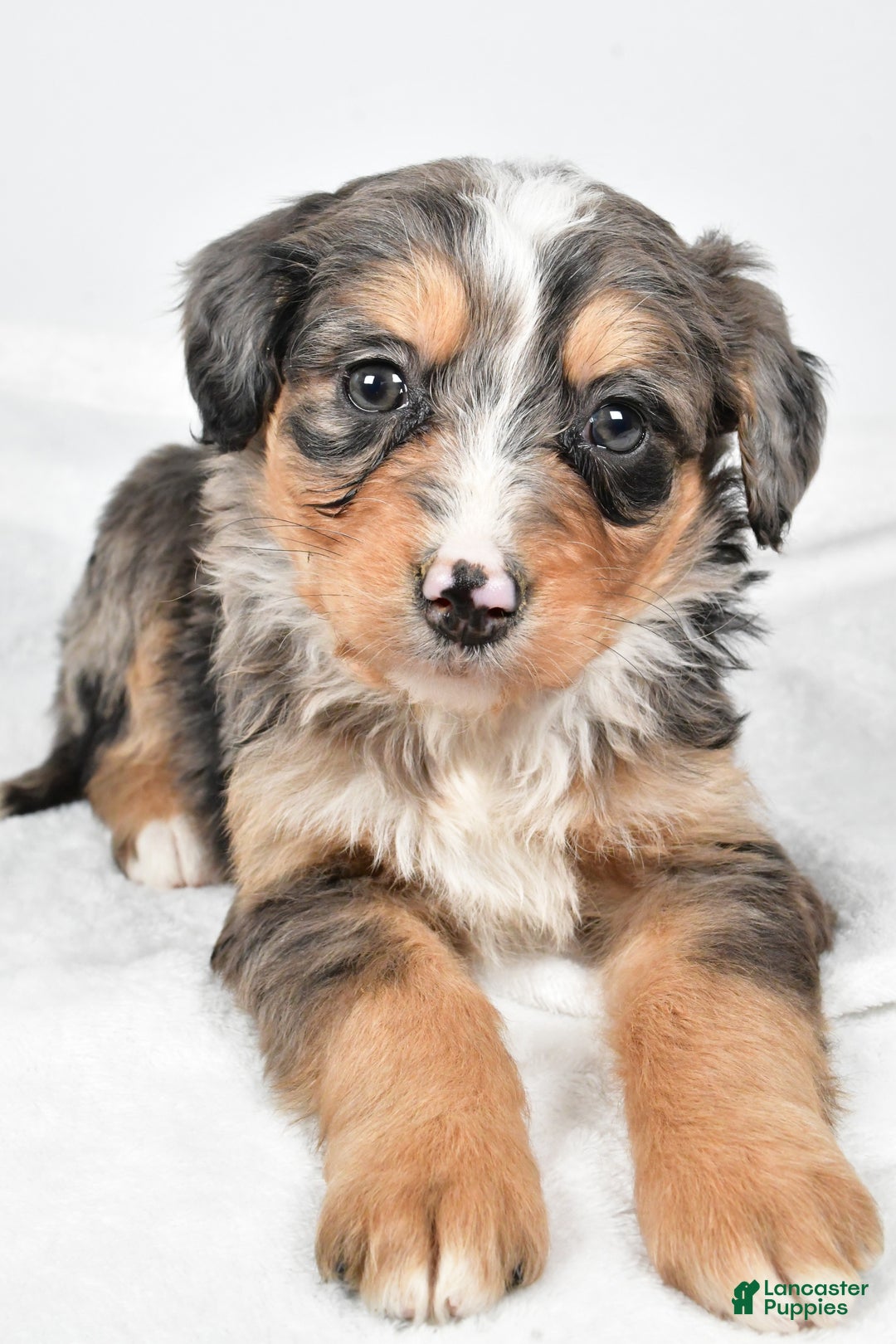 Bernedoodle dogs for sale: Angel - Ad 1