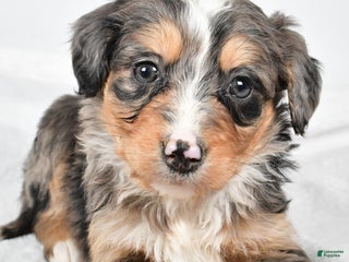 Bernedoodle dogs - Ad 11