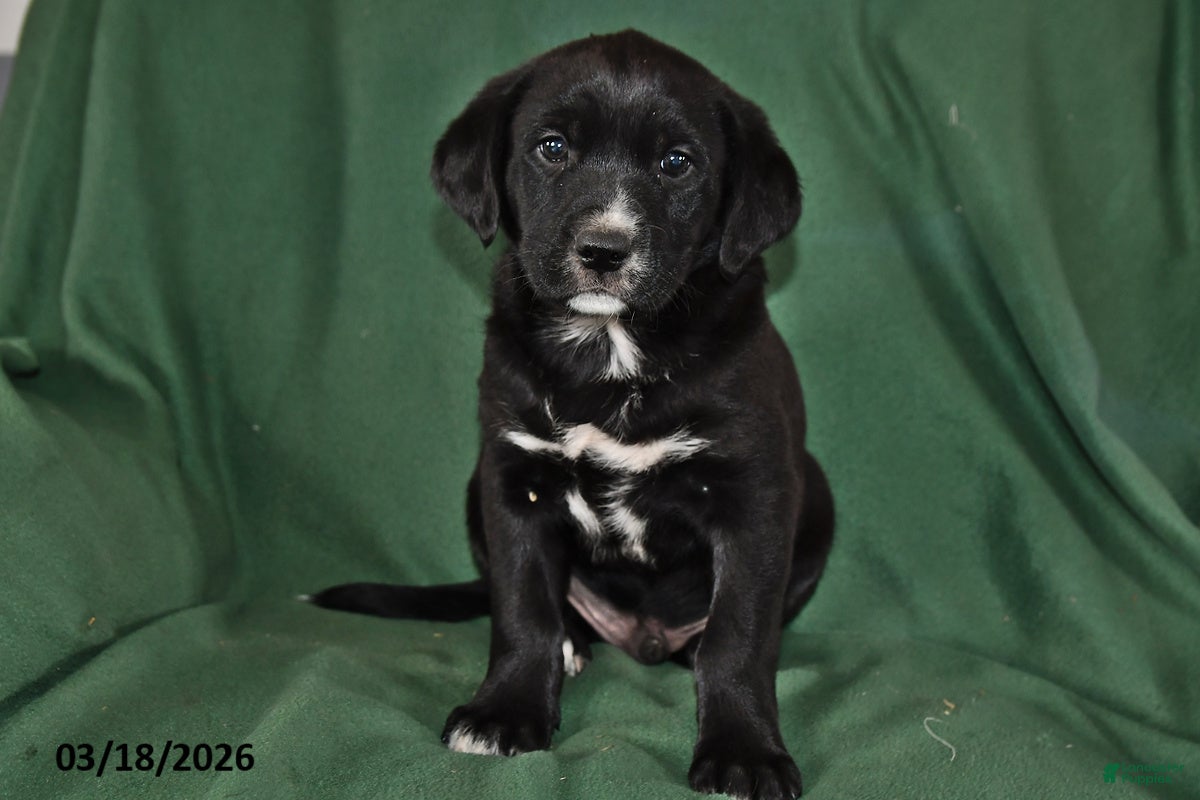 Mixed Breed dogs Jack  - Ad 1