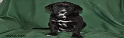 Mixed Breed dogs for sale: Jack  - Ad 1