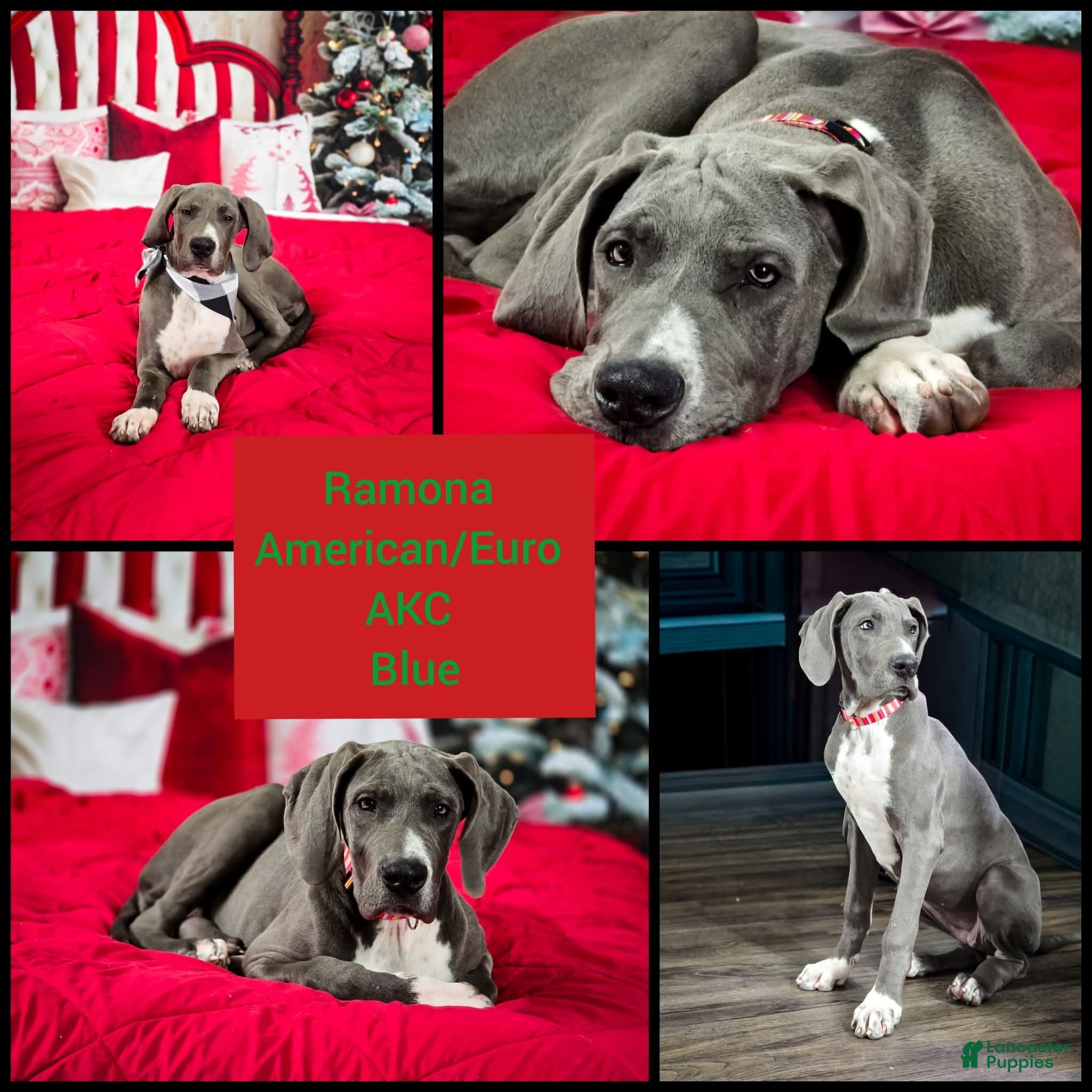 Great Dane dogs Ramona - Ad 3