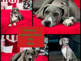 Great Dane dogs Ramona - Ad 3