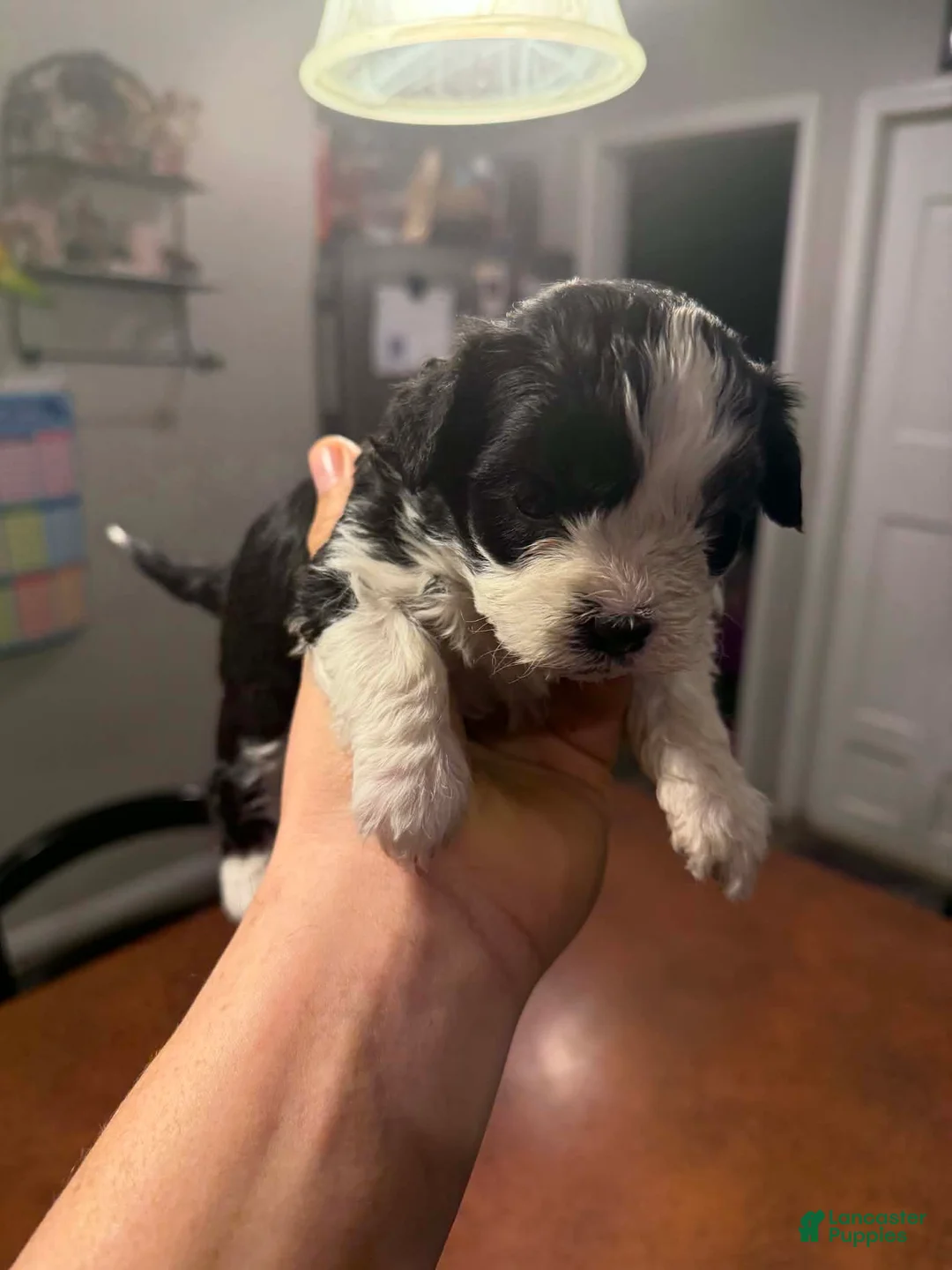 Maltipoo dogs for sale: Maltipoo Puppy 1 - Ad 1