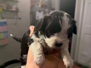 Maltipoo dogs for sale: Maltipoo Puppy 1 - Ad 4