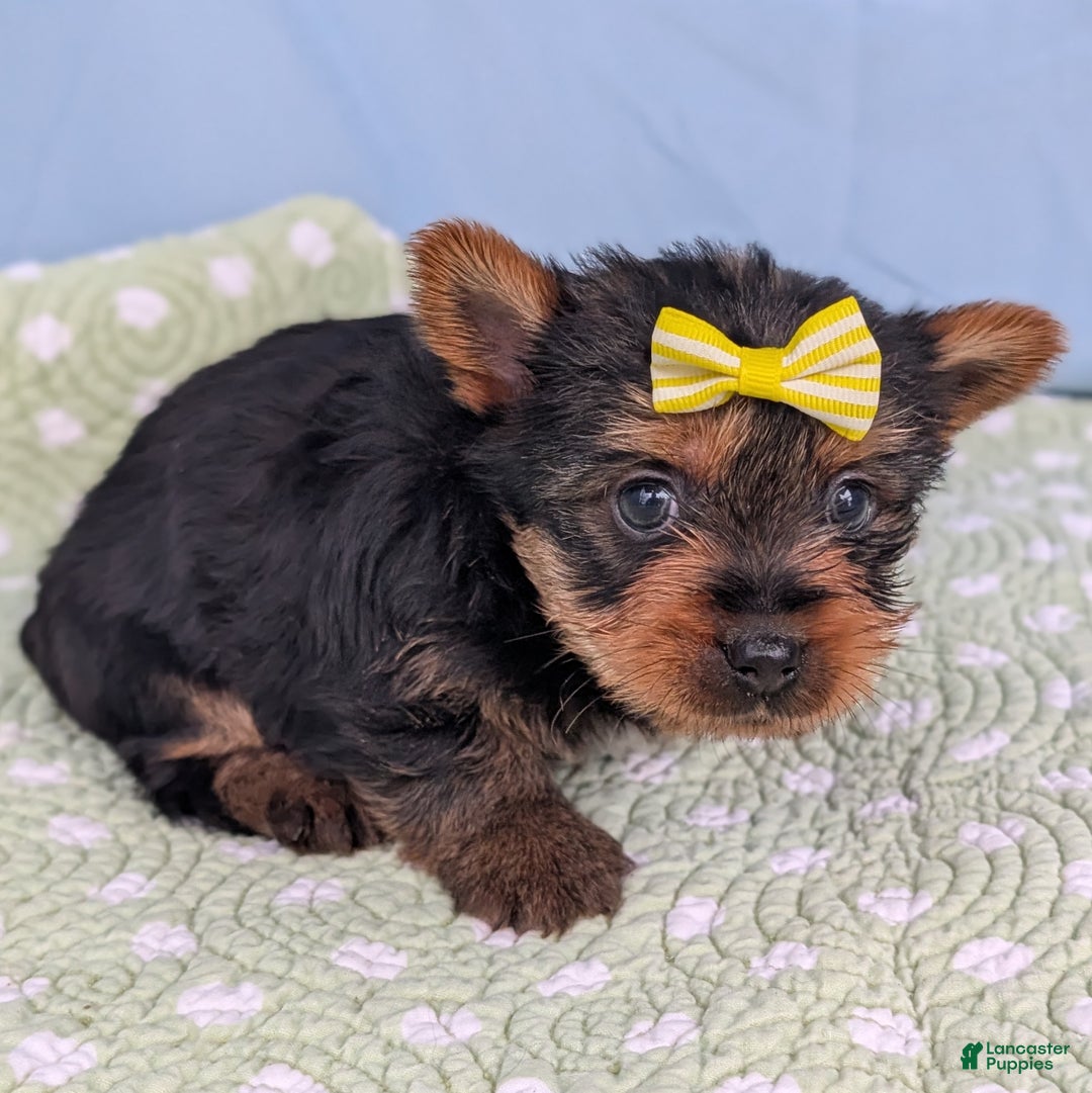 Yorkshire Terrier dogs for sale: Spritz - Ad 3