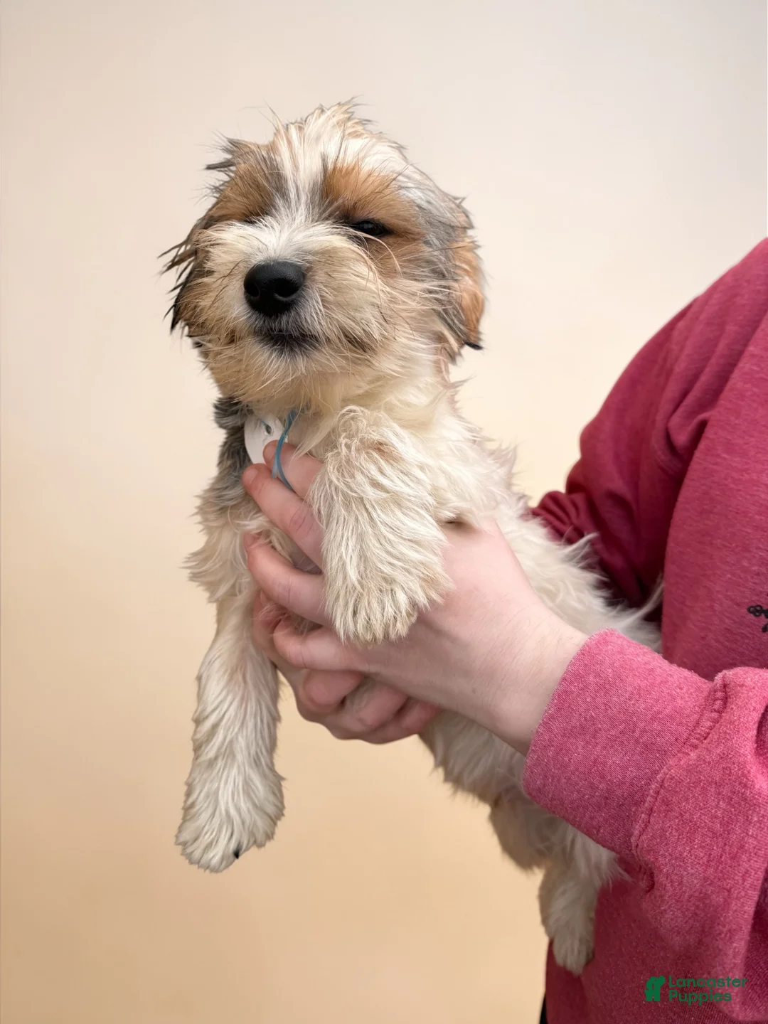 Yorkshire Terrier dogs for sale: Yorkshire Terrier Puppy 2 - Ad 2