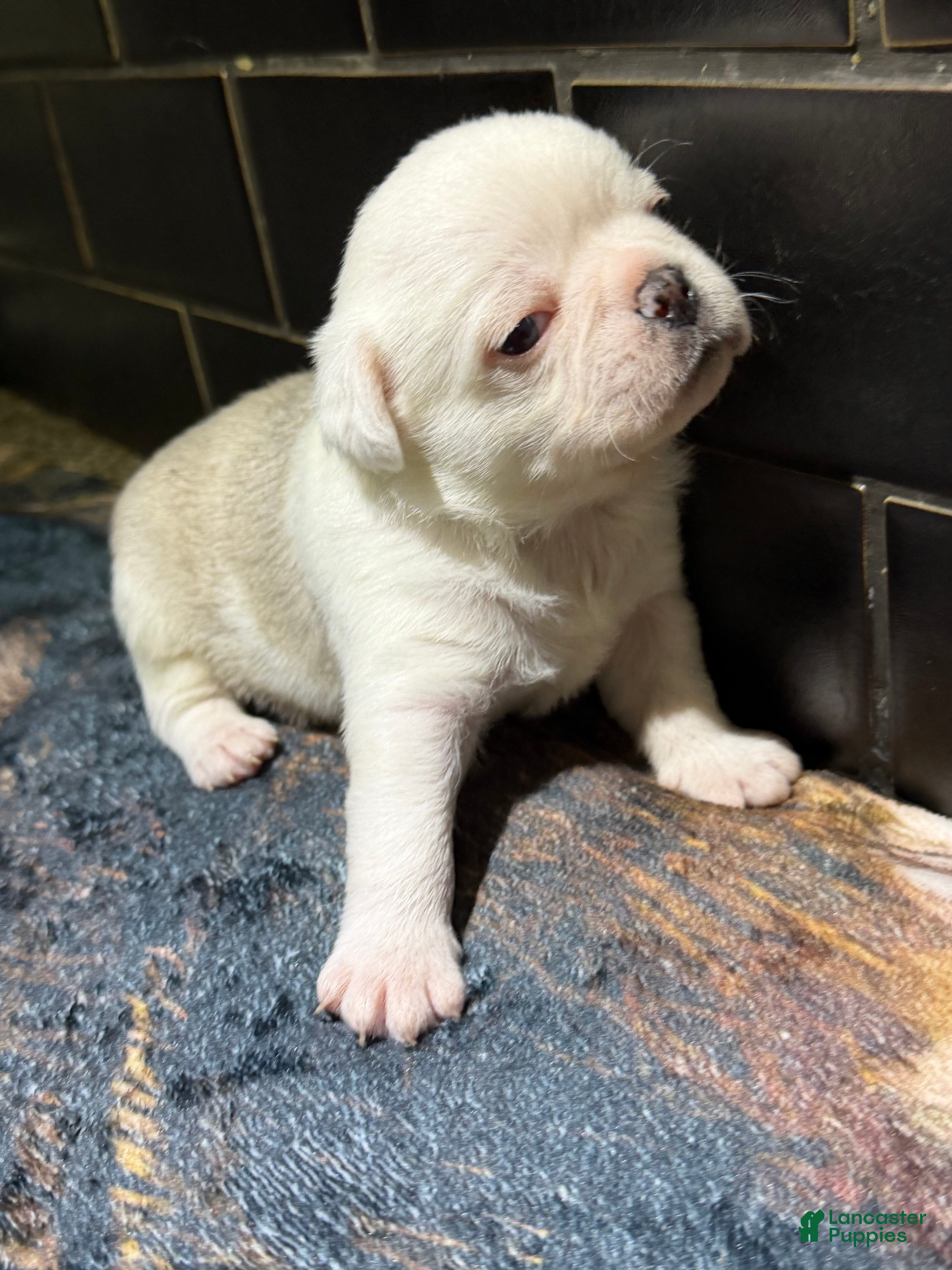 Pug dogs Reggie  - Ad 29