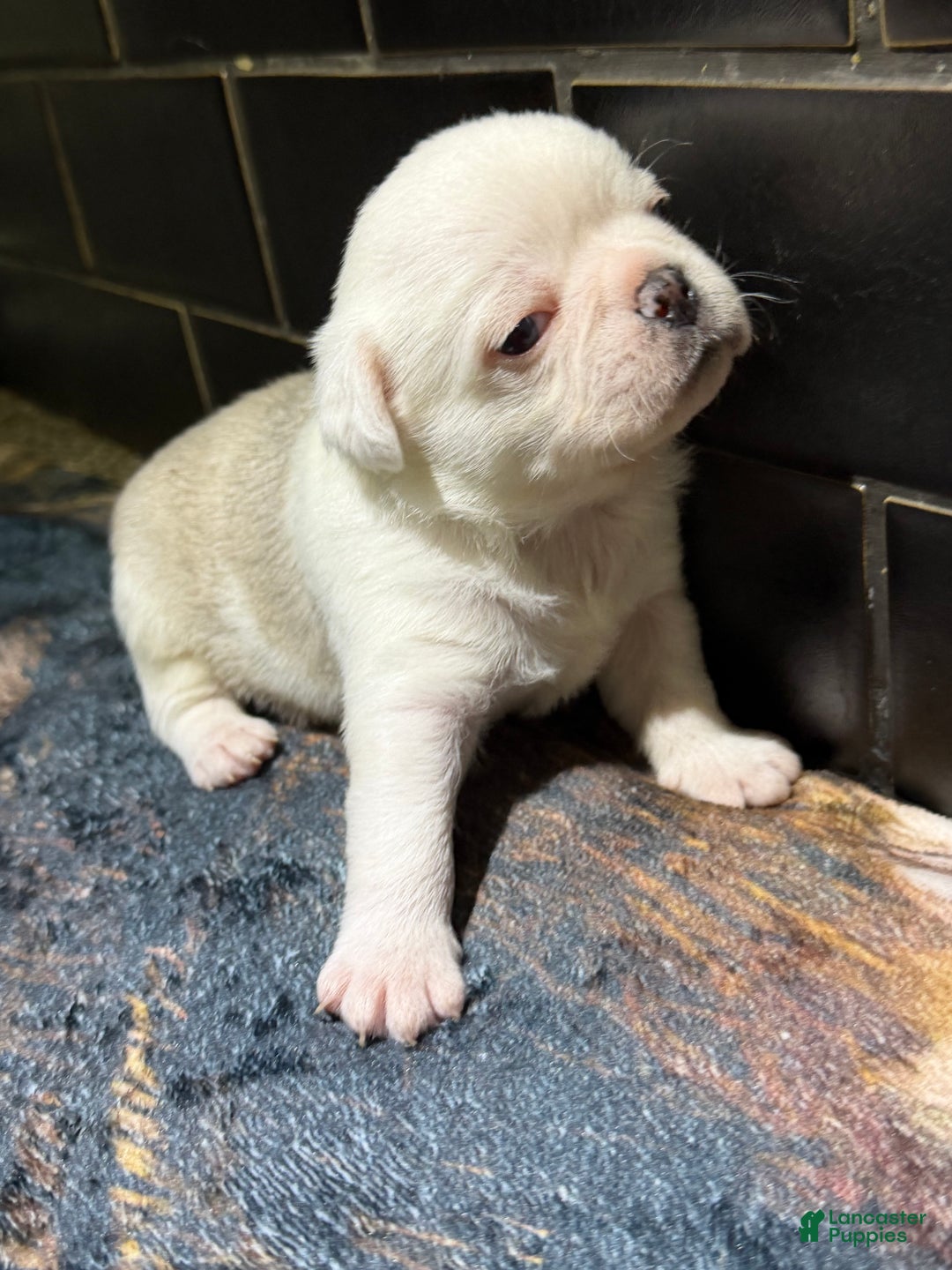 Pug dogs for sale: Reggie  - Ad 1