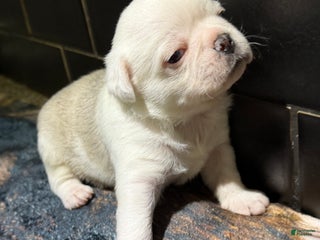 Pug dogs Reggie - Ad 40