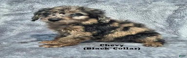 Chevy