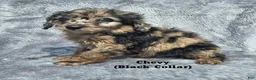 Mini Aussiedoodle dogs for sale: Chevy - Ad 1