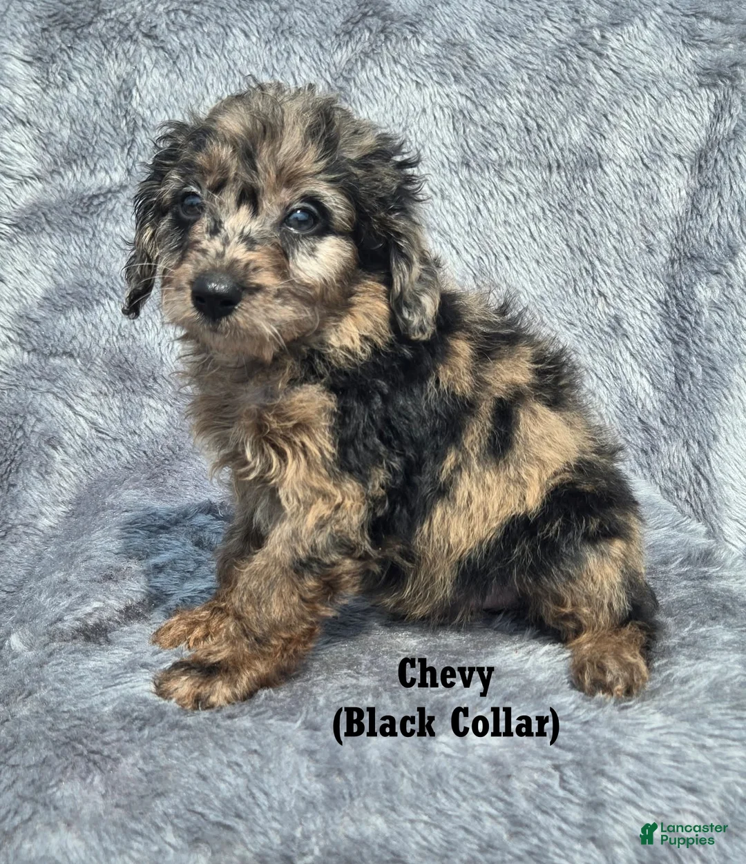 Mini Aussiedoodle dogs for sale: Chevy - Ad 1