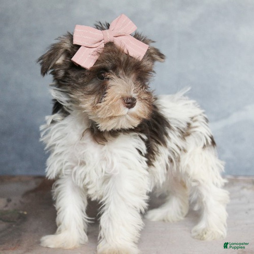 Miniature Schnauzer dogs for sale: Giselle - Ad 2