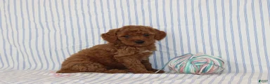 Milo