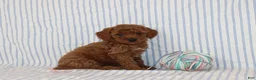 Mini Goldendoodle dogs for sale: Milo - Ad 1