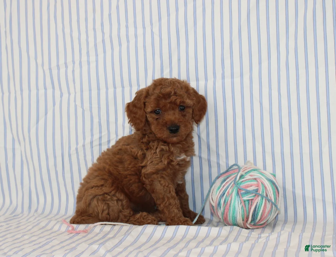 Mini Goldendoodle dogs for sale: Milo - Ad 1