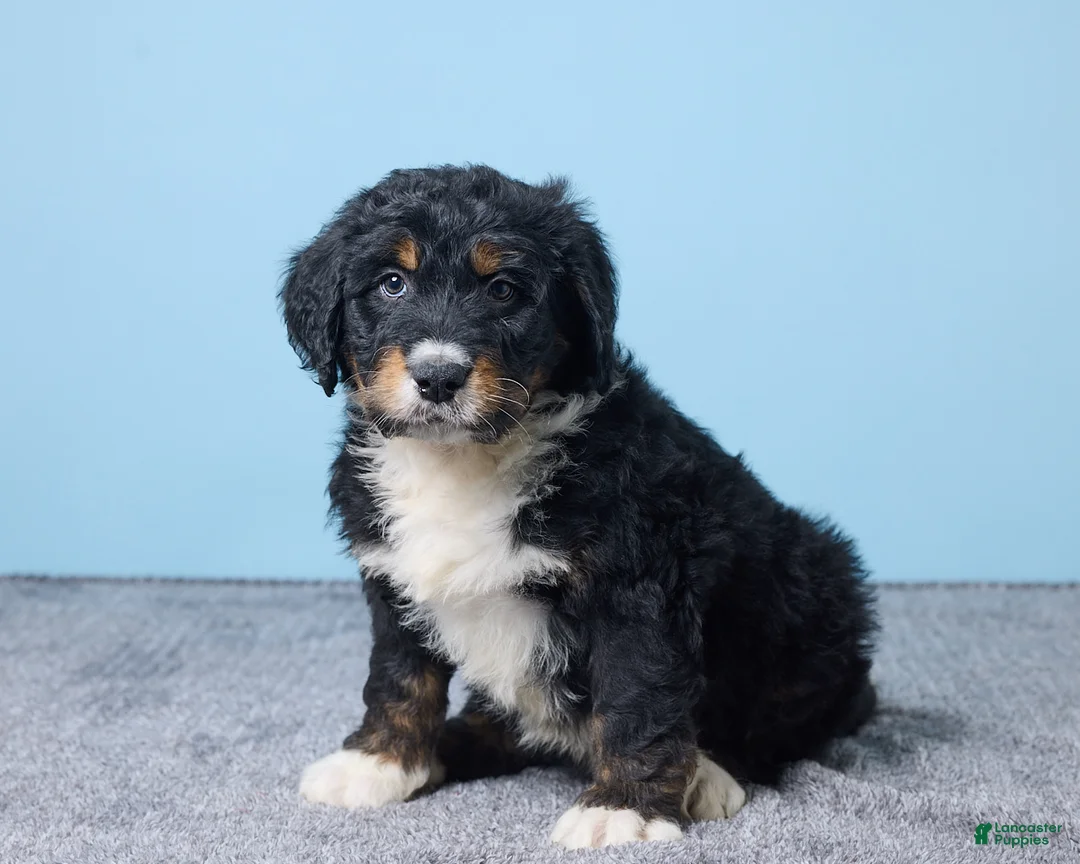 Bernedoodle dogs for sale: Hunter - Ad 2