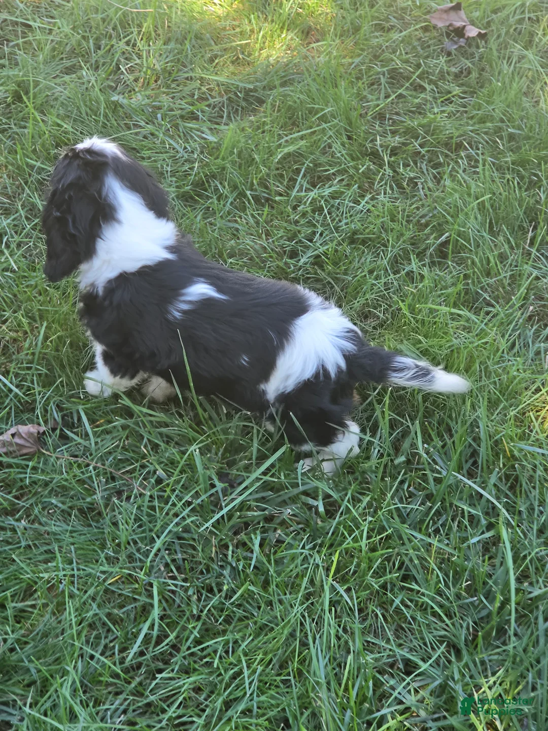 Cavalier King Charles Spaniel dogs for sale: Tucker - Ad 3