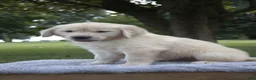 Golden Retriever dogs for sale: Golden Retriever 1 - Ad 3