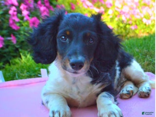 Dachshund dogs - Ad 5