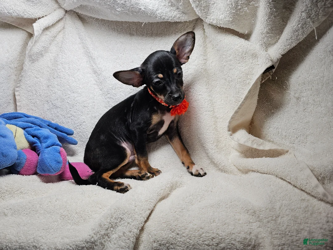 Chihuahua dogs for sale: Hawk-Eye (Tri-color) - Ad 2