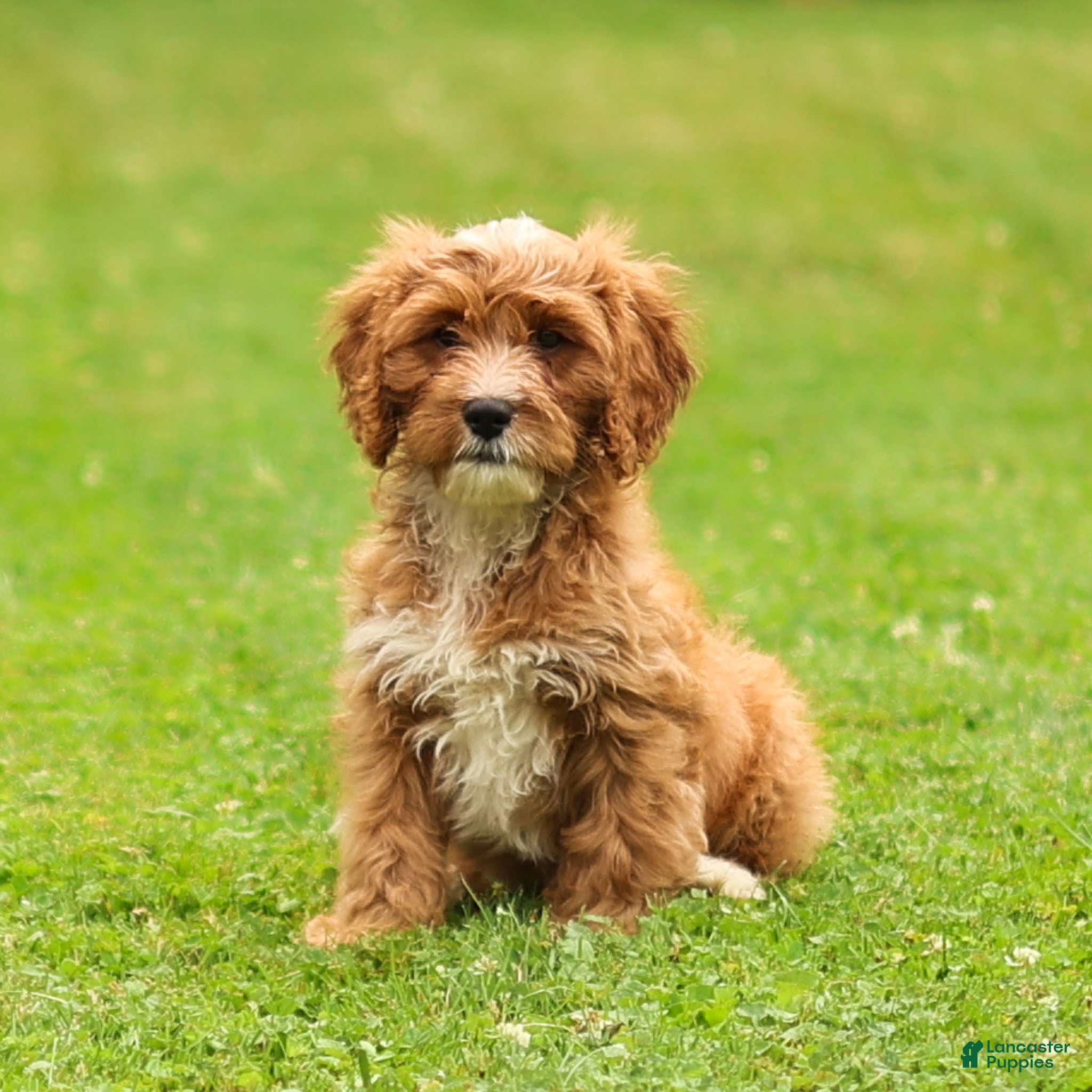 Cavapoo dogs Happy Cavapoo  - Ad 1