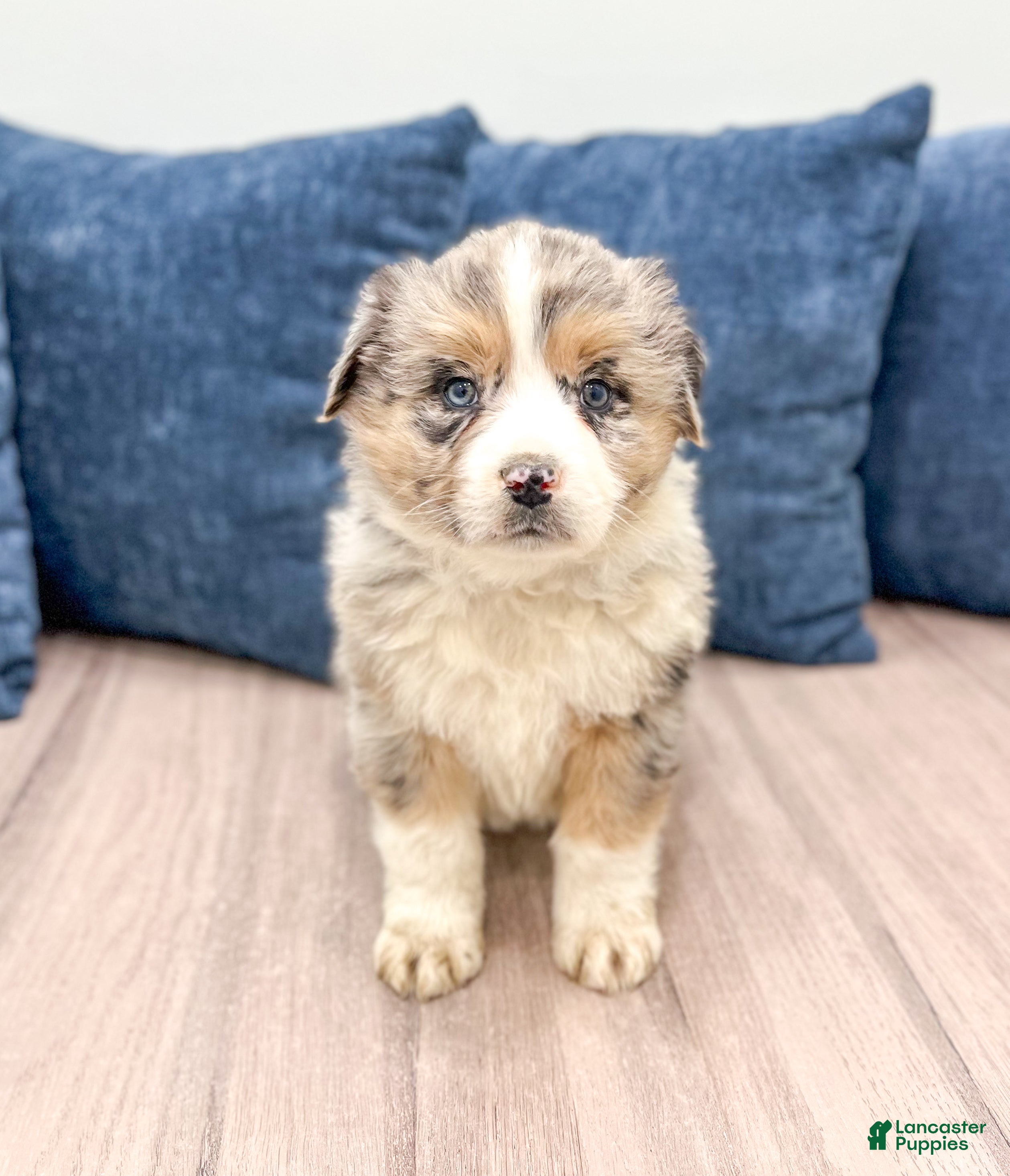 Australian Shepherd dogs Presley - Ad 27