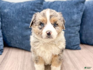 Australian Shepherd dogs Presley - Ad 27