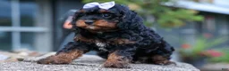 Cavapoo dogs for sale: Wanda 🐶 - Ad 5