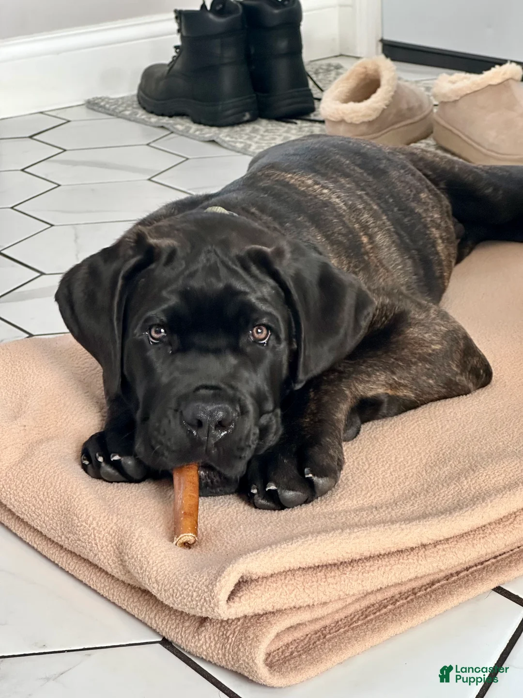 Cane Corso dogs for sale: Cane Corso Puppy 1 - Ad 6