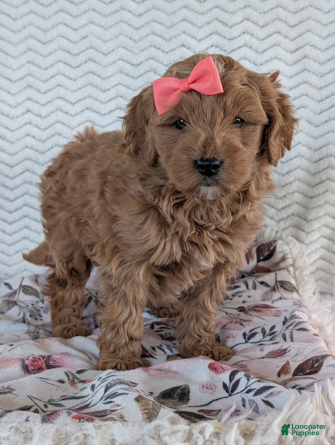 Goldendoodle dogs for sale: Bella - Ad 19