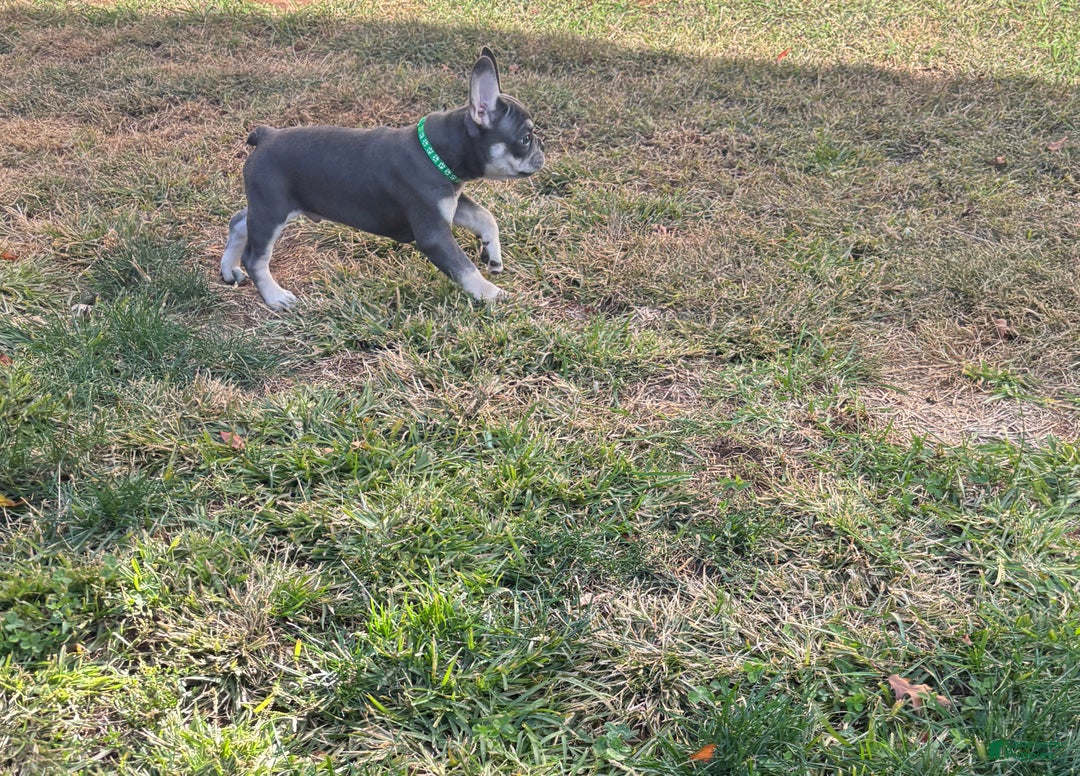 French Bulldog dogs for sale: Taz  - Ad 3