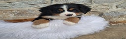 Bernese Mountain Dog dogs for sale: Candy Cane - Ad 2