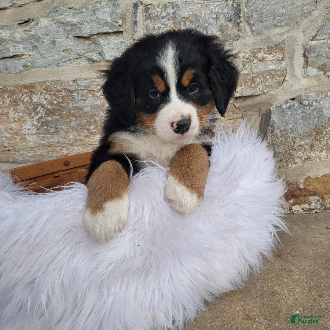 Bernese Mountain Dog dogs for sale: Candy Cane - Ad 2