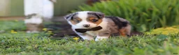 Toy Australian Shepherd dogs for sale: Thomas - Ad 8