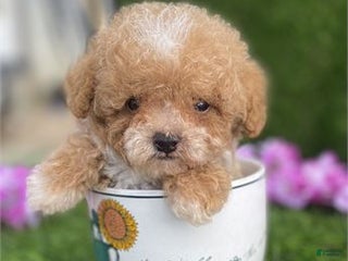 Miniature Poodle dogs Miniature Poodle Puppy 2 - Ad 15