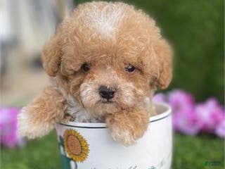 Miniature Poodle dogs Miniature Poodle Puppy 2 - Ad 42