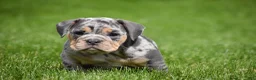 Beabull dogs for sale: Athena  - Ad 9