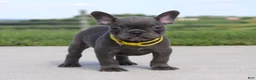 French Bulldog dogs for sale: Bryce - Ad 4