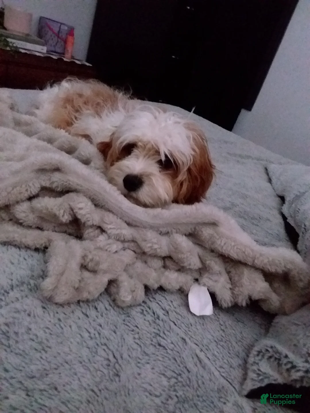 Cavapoo dogs for sale: Cavapoo 1 - Ad 9