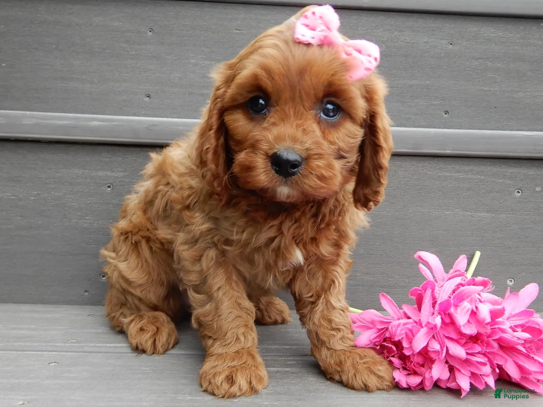 Cavapoo dogs for sale: Ginger - Ad 2