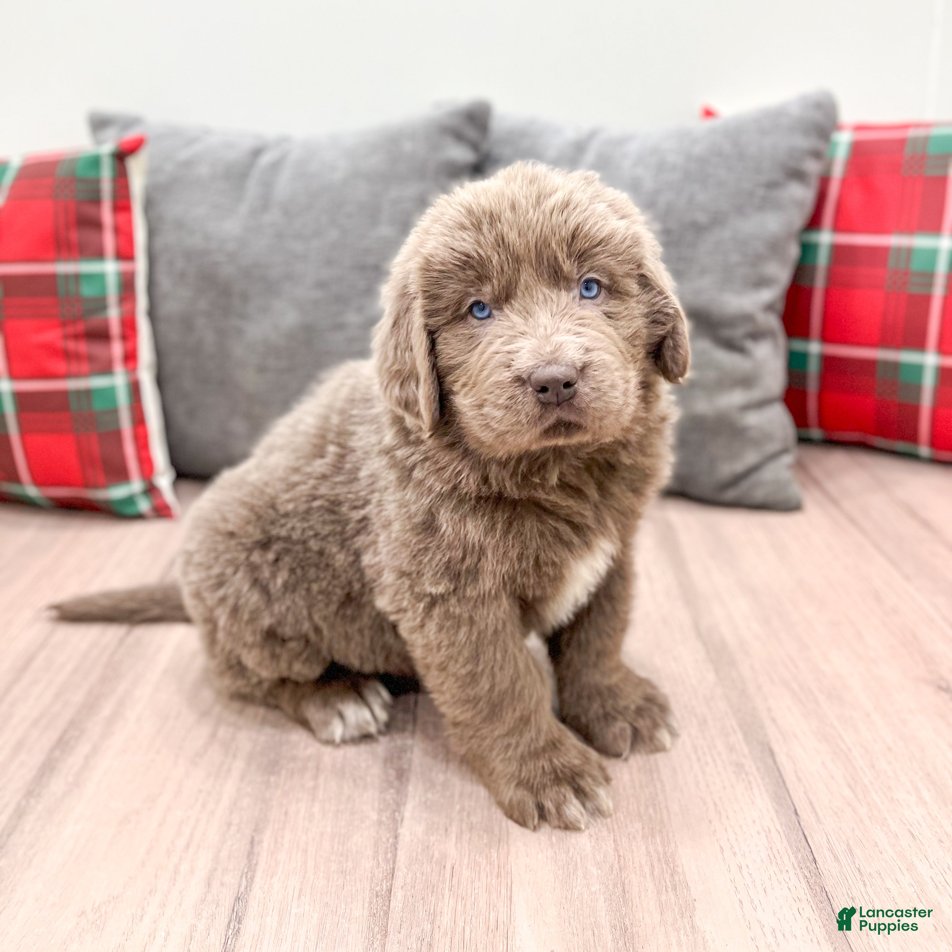 Newfoundland dogs Zeke - Ad 34