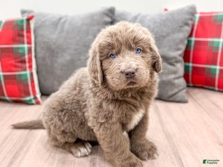 Newfoundland dogs Zeke - Ad 41