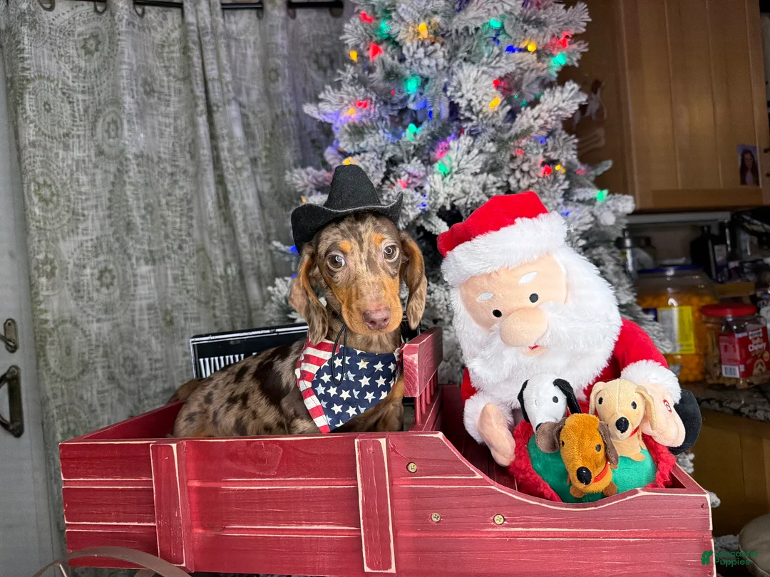 Miniature Dachshund dogs for sale: Rianna dappleShow boy - Ad 21