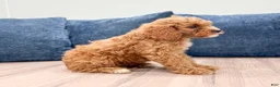 Cavapoo dogs for sale: Asher - Ad 3