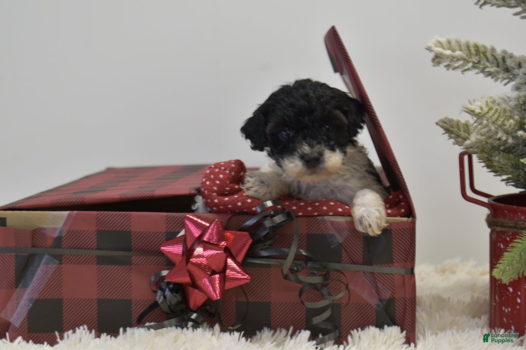 Miniature Poodle dogs for sale: Mylah - Ad 1