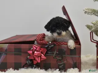 Miniature Poodle dogs Mylah - Ad 13